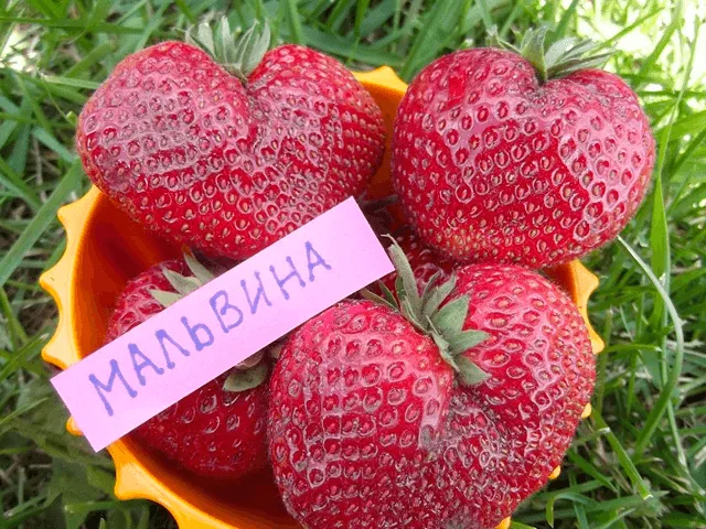 9934734мальвина Сорт клубники Мальвина