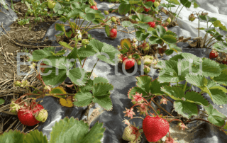 флоретта флерет Fleurette клубника сорт