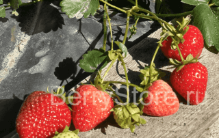 флоретта флерет Fleurette клубника сорт