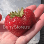 сюзетта клубника земляника крупноплодная susette сорт