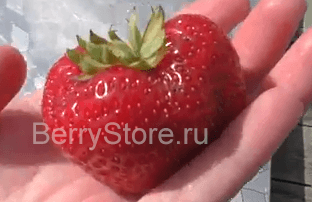 сюзетта клубника земляника крупноплодная susette сорт