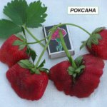 roxana Роксана сорт клубники садовой земляники