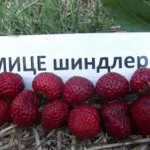 мице-шиндлер клубника Frau Mieze Schindler