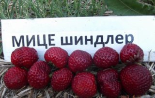 мице-шиндлер клубника Frau Mieze Schindler