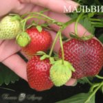 мальвина клубника сорт malwina