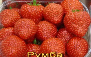 Румба клубника земляника rumba