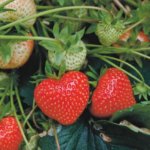 флоретта флерет Fleurette клубника сорт