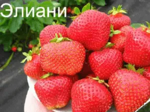 клубника элиани садовая крупноплодная земляника