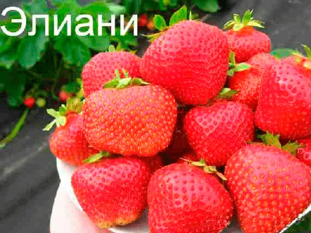 клубника элиани садовая крупноплодная земляника Сорт клубники Элиани