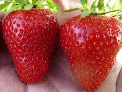 априка Сорт клубники Априка