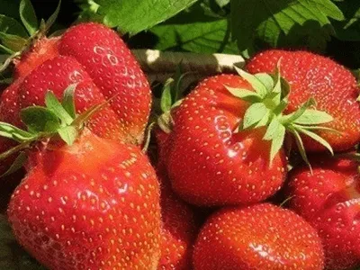 джоли Сорт клубники Элиани