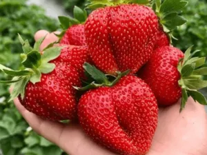 мармелад Сорт клубники мармелада