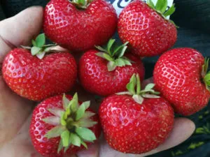 сенс Сорт клубники Элиани
