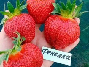 фенелла Сорт клубники Фенела