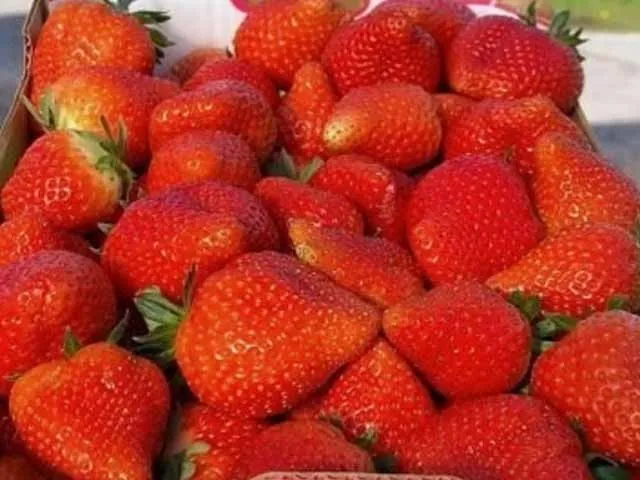 мунира Сорт клубники Румба