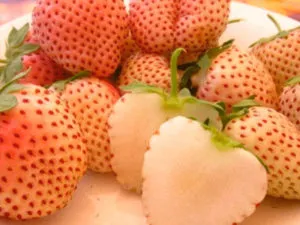 bianka5 Сорт клубники Бьянка