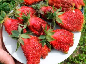 купчиха Сорт клубники Купчиха