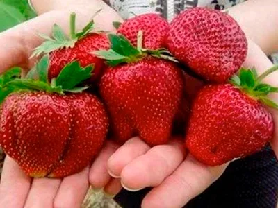karmen Сорт клубники Кармен