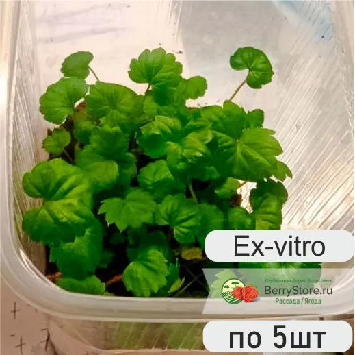 prod_ex_vitro Саженцы Ex-vitro в контейнерах. Адаптированные инвитро.