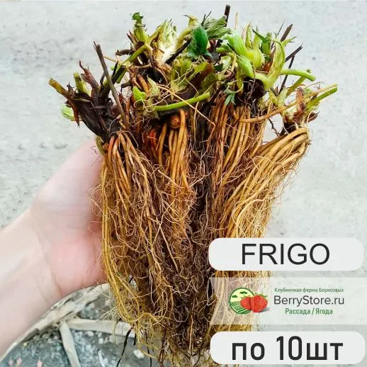 prod_frigo Frigo - Саженцы с открытой корневой системой по 10шт. (Европа/Россия)